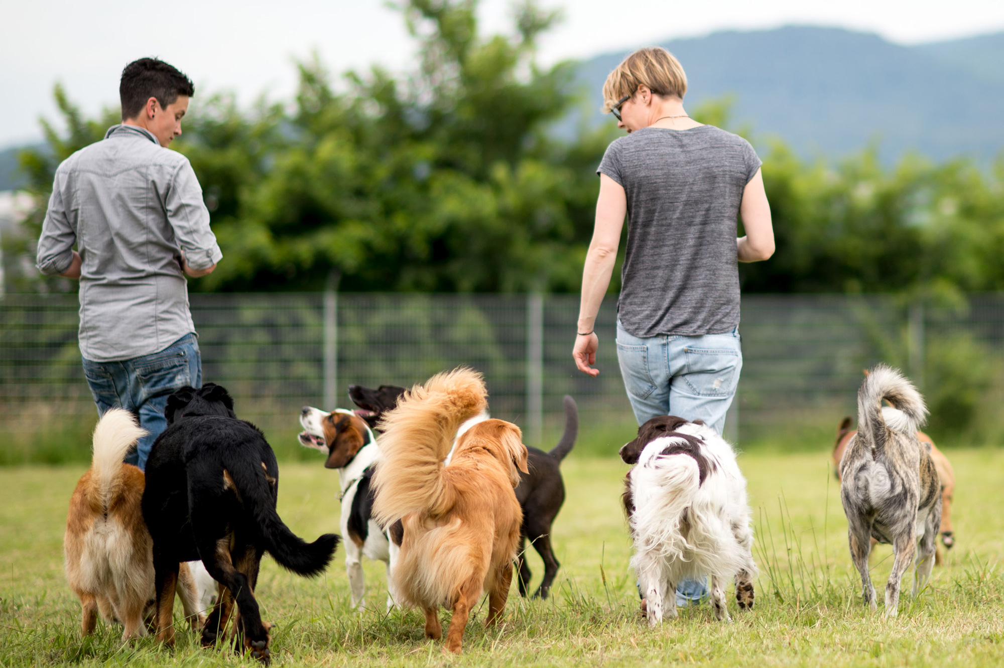 In Sachen Hund Hundeschule für Kassel und Umgebung