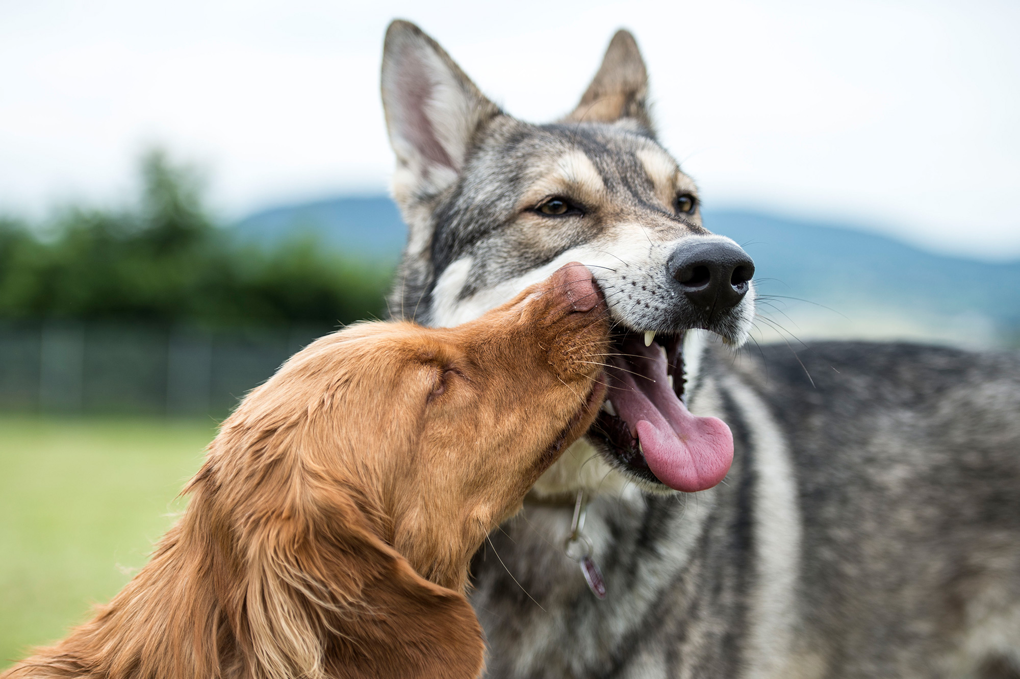 Partner für Hundetraining und pension In Sachen Hund